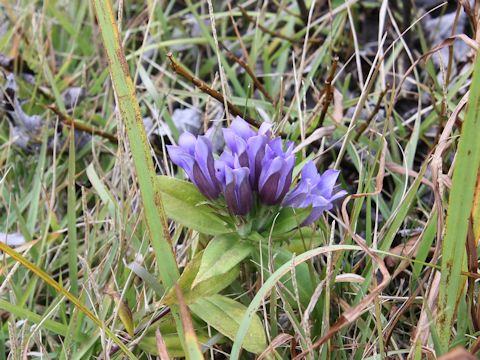 Gentiana scabra var. buergeri