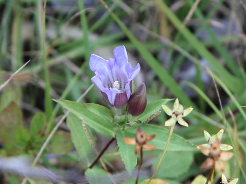 Gentiana scabra var. buergeri