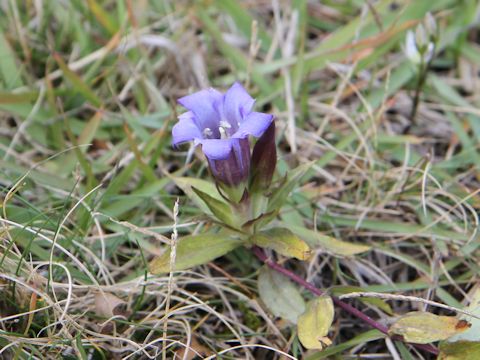 Gentiana scabra var. buergeri