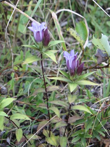 Gentiana scabra var. buergeri