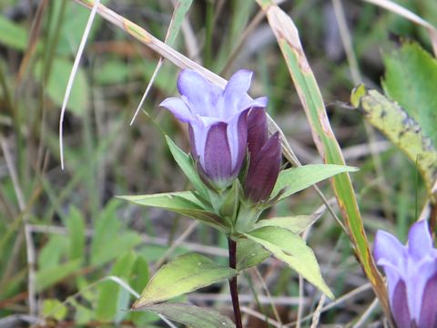 Gentiana scabra var. buergeri