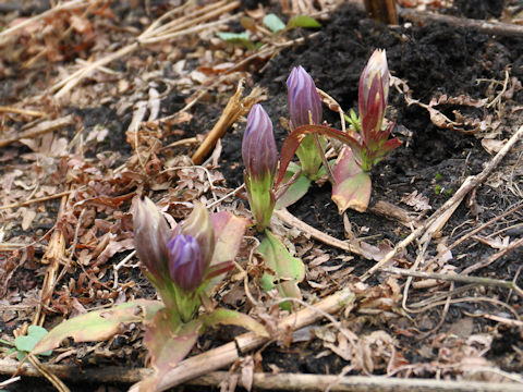 Gentiana scabra var. buergeri