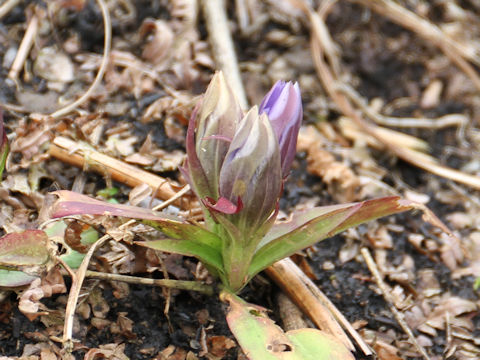 Gentiana scabra var. buergeri