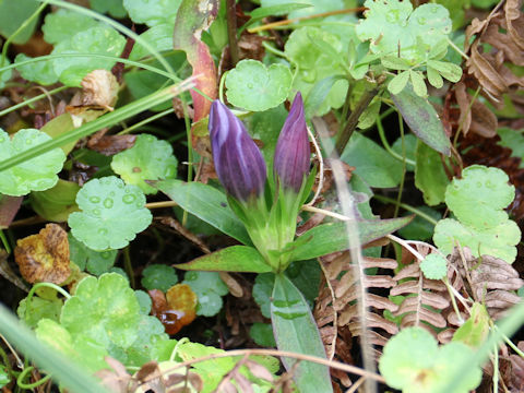 Gentiana scabra var. buergeri