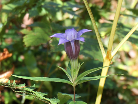 Gentiana scabra var. buergeri