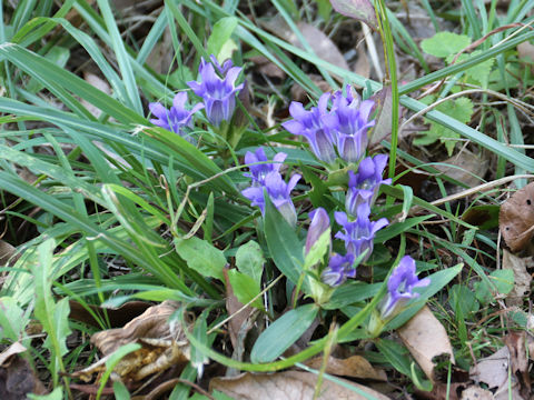 Gentiana scabra var. buergeri