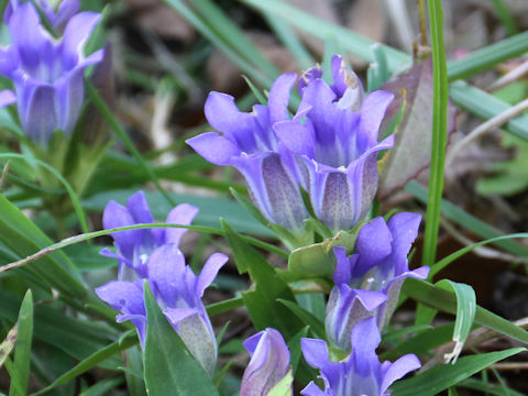 Gentiana scabra var. buergeri