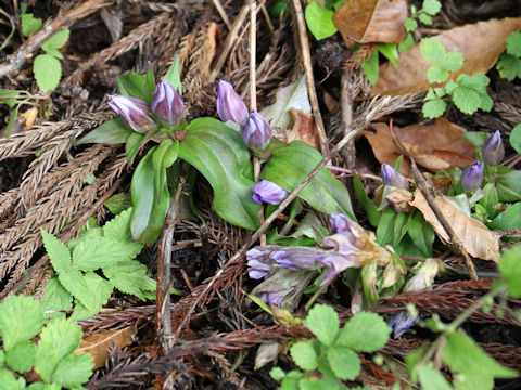 Gentiana scabra var. buergeri