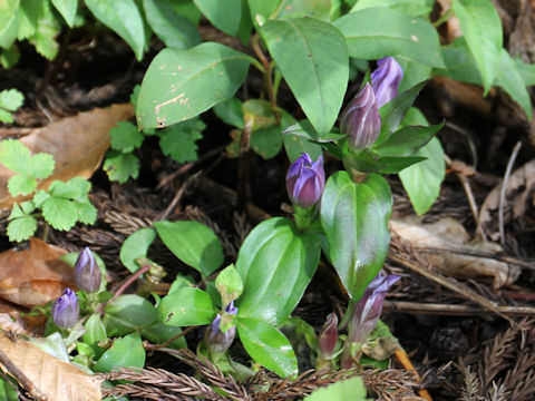 Gentiana scabra var. buergeri