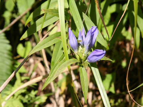 Gentiana scabra var. buergeri