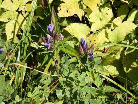 Gentiana scabra var. buergeri