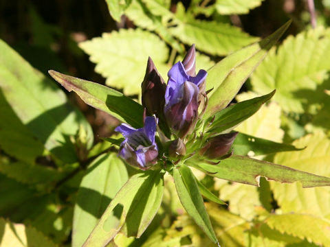 Gentiana scabra var. buergeri