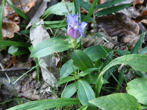 Gentiana scabra var. buergeri