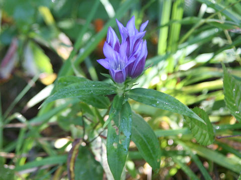 Gentiana scabra var. buergeri