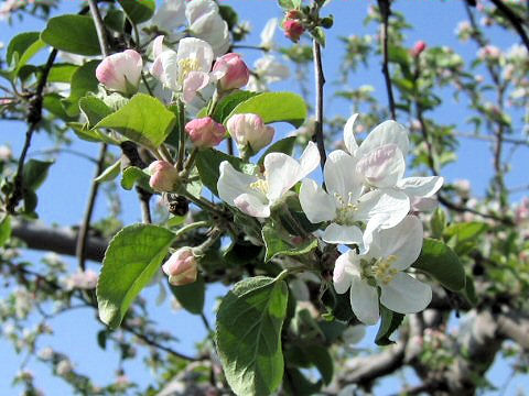 Malus domestica