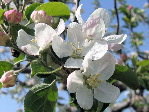 Malus domestica