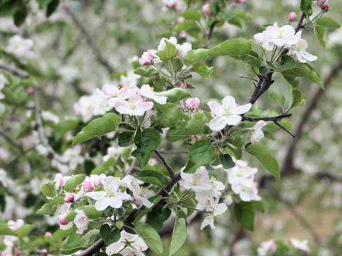 Malus domestica