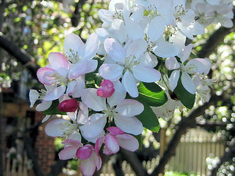 Malus domestica