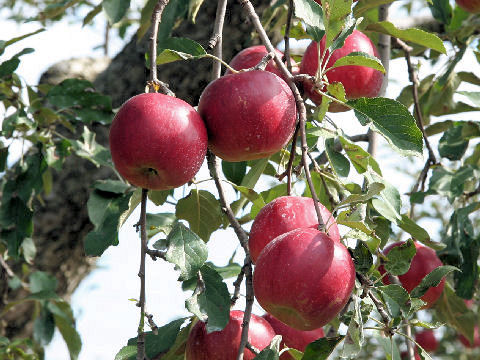 Malus domestica cv. Kogyoku