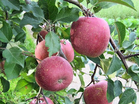 Malus domestica cv. Fuji