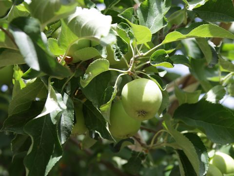 Malus domestica