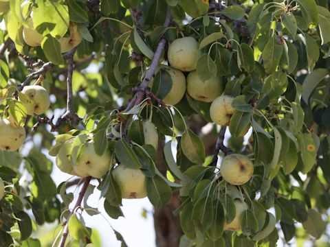 Malus domestica