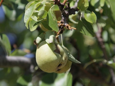 Malus domestica