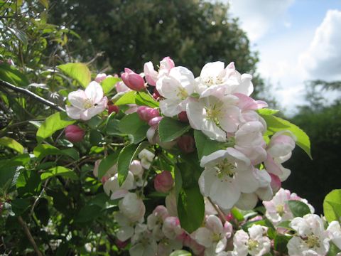 Malus domestica