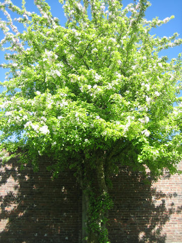 Malus domestica