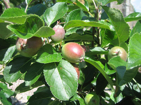 Malus domestica