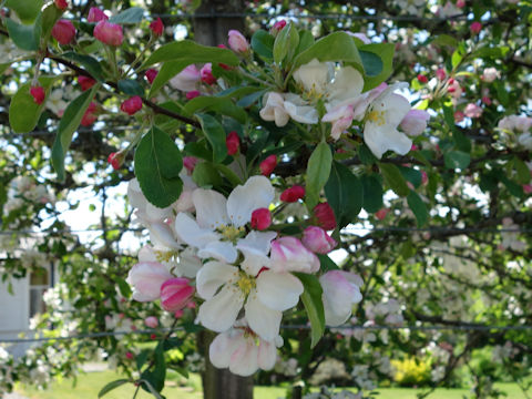 Malus domestica