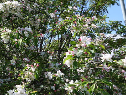 Malus domestica