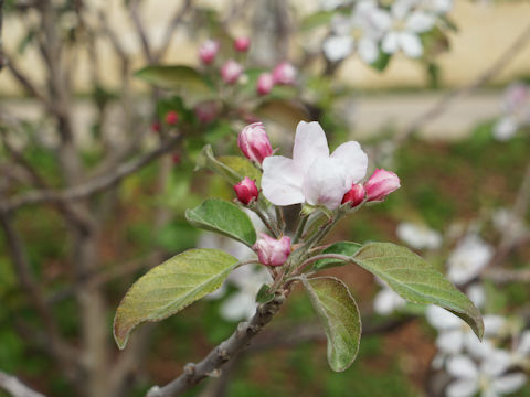 Malus domestica cv. Anna