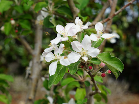 Malus domestica cv. Dorsett