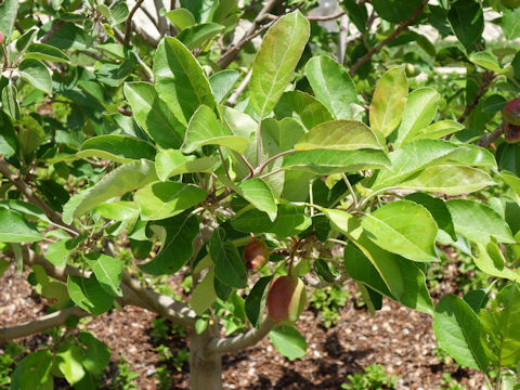 Malus domestica cv. Anna