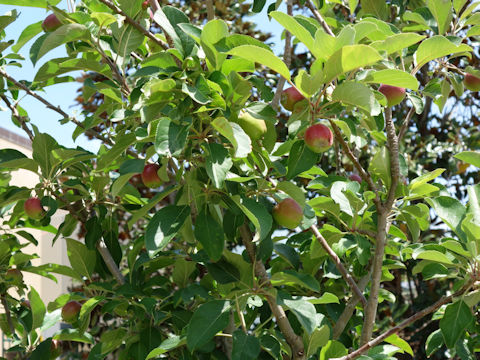 Malus domestica cv. Dorsett