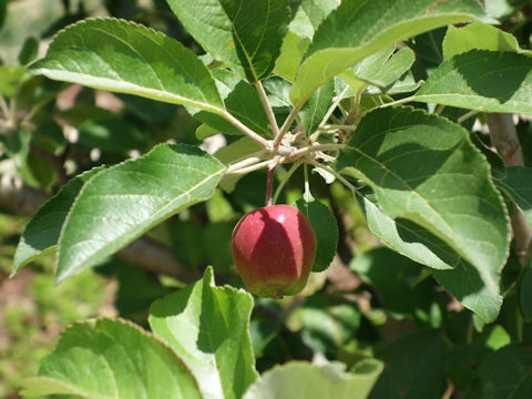 Malus domestica cv. Dorsett