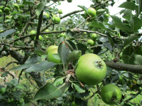 Malus domestica