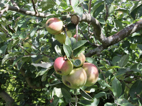 Malus domestica