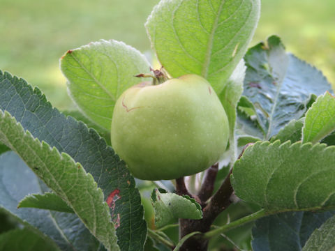 Malus domestica