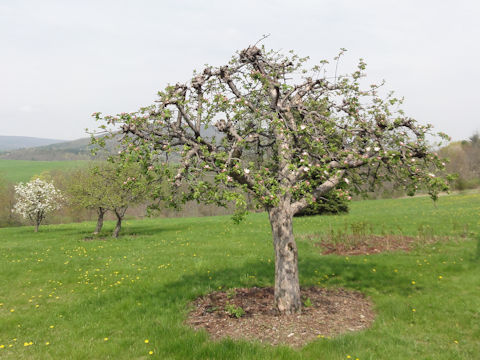 Malus domestica