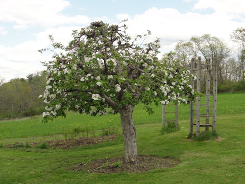 Malus domestica