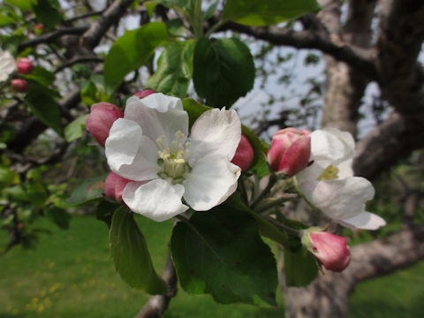 Malus domestica