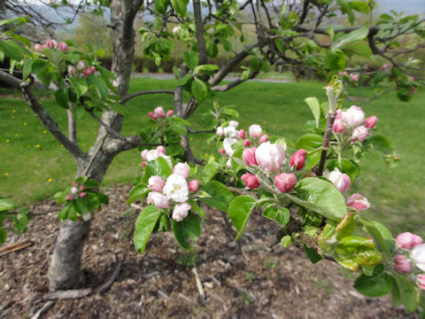 Malus domestica