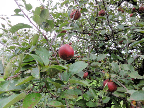 Malus domestica