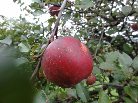 Malus domestica