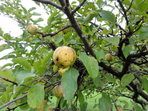 Malus domestica