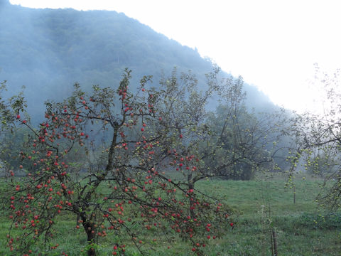 Malus domestica