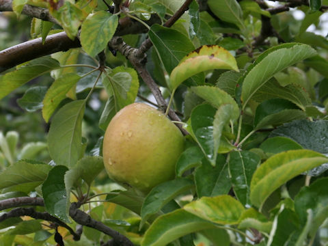 Malus domestica cv. Indo