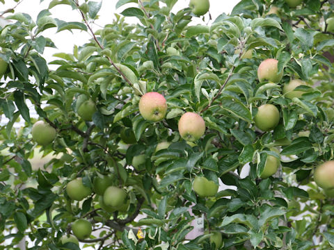 Malus domestica cv. Indo